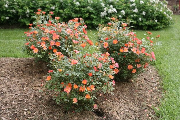 Oso Easy Hot Paprika Rose, Landscape Rose
"Dream Team's" Portland Garden
Proven Winners
Sycamore, IL