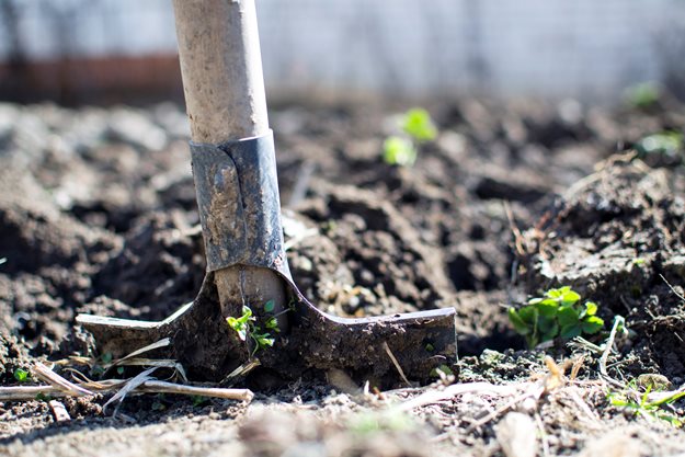 Planting Roses, Shovel, Soil
"Dream Team's" Portland Garden
Weeks Roses
Wasco, CA