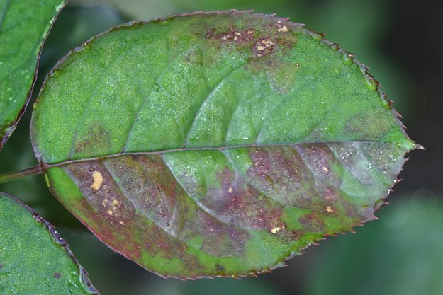 Rose Disease, Rose Mildew, Rose Leaf
"Dream Team's" Portland Garden
Weeks Roses
Wasco, CA