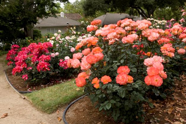 Caring for Roses: A Beginner’s Rose Growing Guide | Garden Design