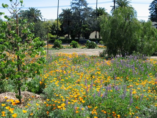 Arlington Garden
Pasadena, CA