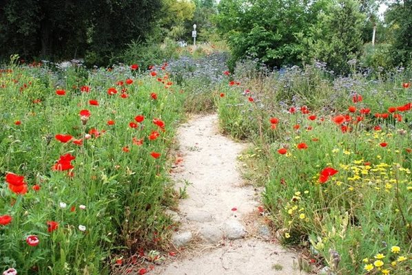 Pasadena Garden Transformed Garden Design