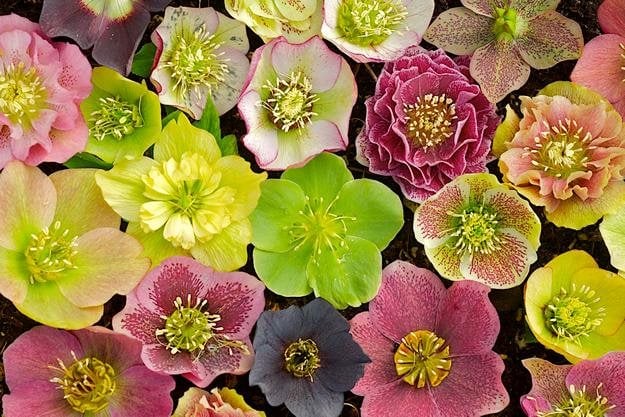 Closeup_lenten_rose_hybrids
"Dream Team's" Portland Garden
Joanne Fuller (Homeowner)
Portland, OR