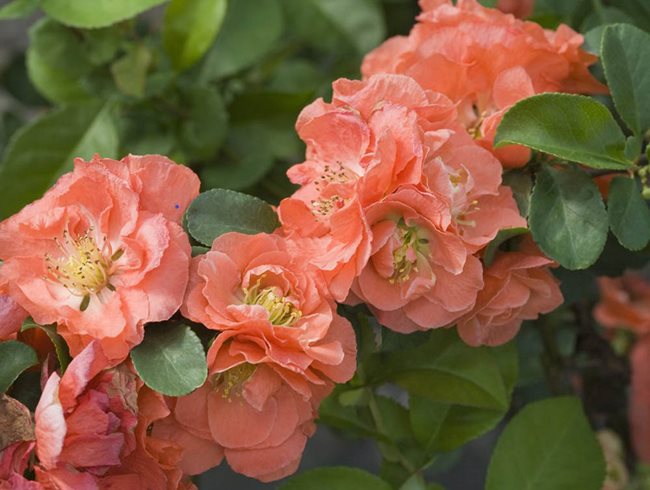 Double Take Peach Quince, Coral Flowers, Quince
"Dream Team's" Portland Garden
Proven Winners
Sycamore, IL