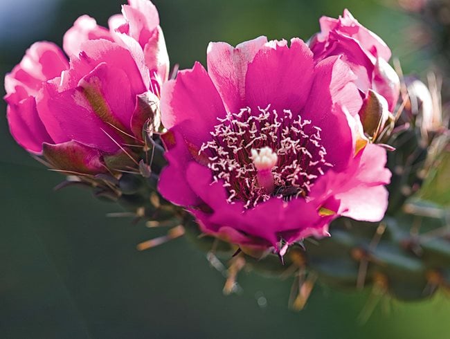 "Dream Team's" Portland Garden
Garden Design
Calimesa, CA