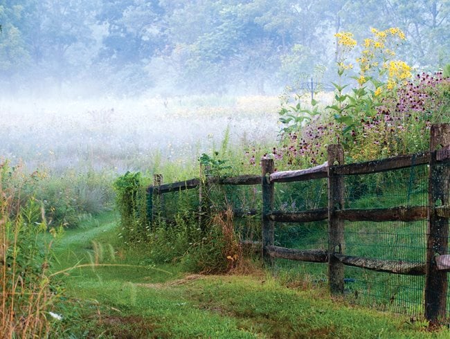Pasture Perfect: A Wildflower Meadow | Garden Design