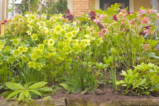 Hellebores_to_be_enjoyed_at_eyelevel
"Dream Team's" Portland Garden
Joanne Fuller (Homeowner)
Portland, OR