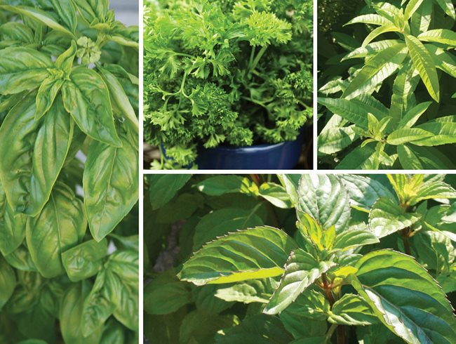 Herbs That Freeze Well
"Dream Team's" Portland Garden
St. Lynn's Press
Pittsburgh, PA