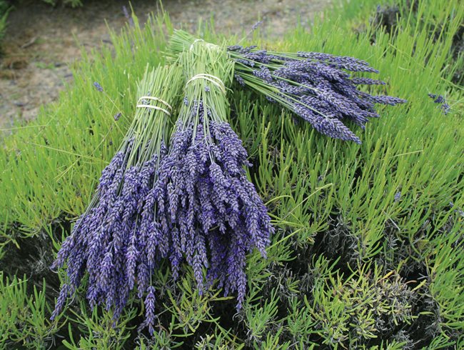 Lavender Bundles, Drying Lavender
"Dream Team's" Portland Garden
St. Lynn's Press
Pittsburgh, PA