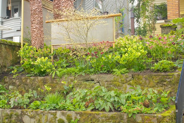 Overall_shot
"Dream Team's" Portland Garden
Joanne Fuller (Homeowner)
Portland, OR