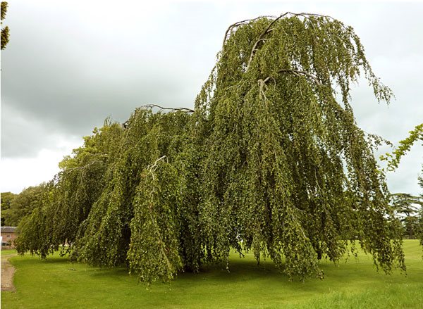 Weeping-Beech
"Dream Team's" Portland Garden
Garden Design
Calimesa, CA
