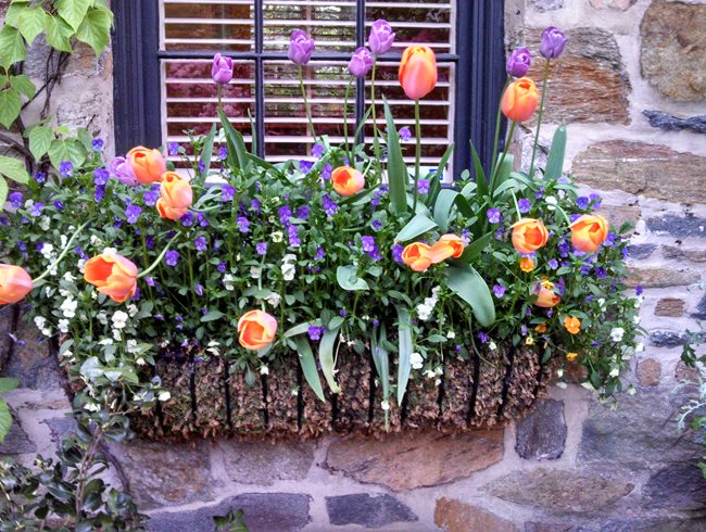Window Baskets
"Dream Team's" Portland Garden
Garden Design
Calimesa, CA