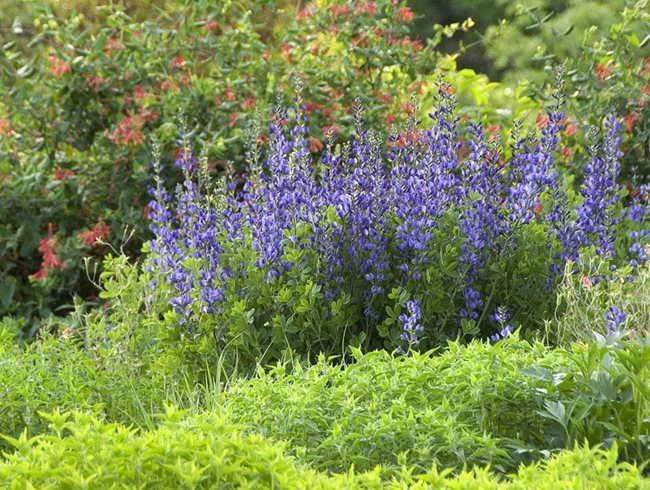 Maryland's Gardens & Inns
Garden Design
Calimesa, CA