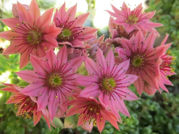 05_spunky_blooms_of_sempervivum_arachnoideum
Garden Design
Calimesa, CA