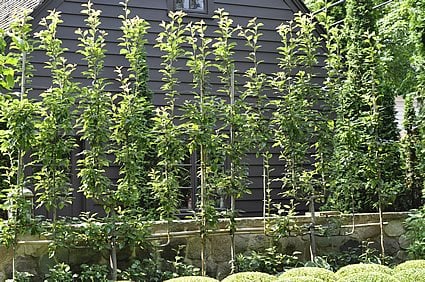 How to Build an Espalier Support Trellis – Deep Green Permaculture