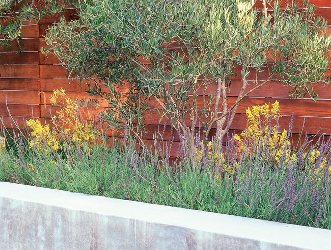 Arid Plants, Olive Tree, Kangaroo Paw
Bernard Trianor + Associates
Monterey, CA
