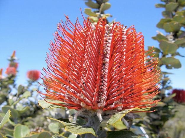 Banksia_cuneata_owlcottage
Garden Design
Calimesa, CA