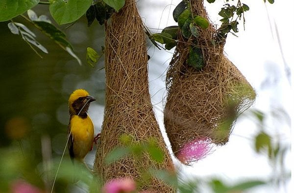 african weaver bird nest