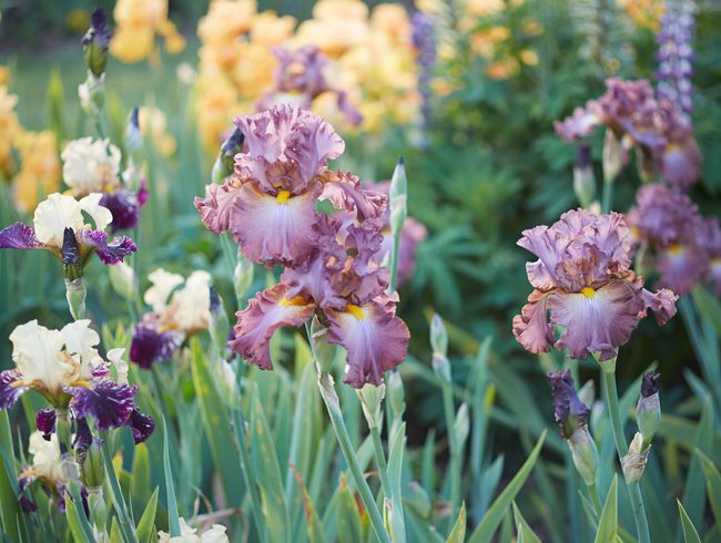  Bearded Irises, Colorful Irises
Garden Design
Calimesa, CA