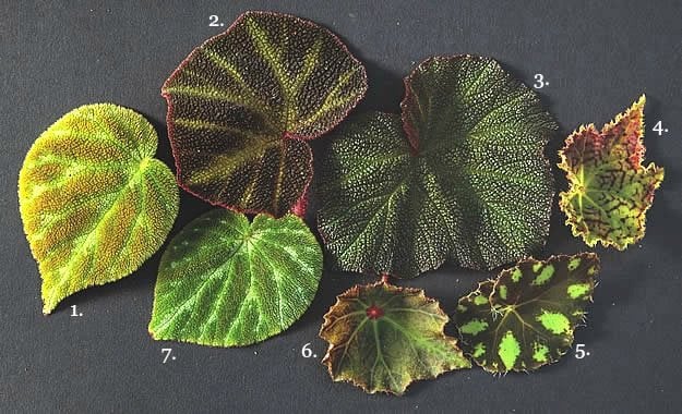 Best Begonia Varieties and Care Information | Garden Design