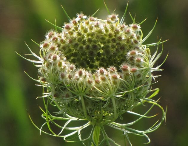 Queen Anne's Lace