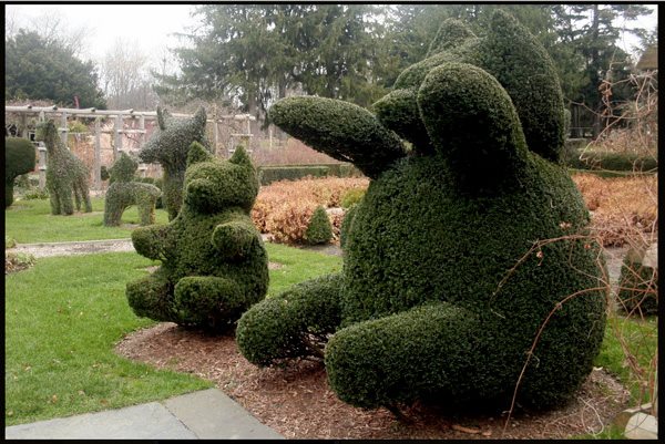 garden topiary botanic superlatives oldest