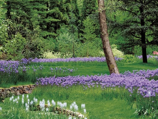 Camassia, Rain Garden
Garden Design
Calimesa, CA