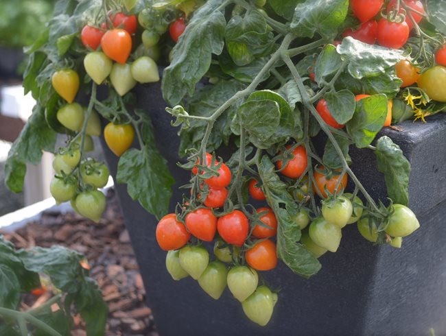 Cherry Tomato, Sweet Valentine
Gardenfix
Toronto, ON