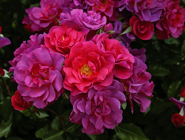 Cinco De Mayo, Rose
Weeks Roses
Wasco, CA