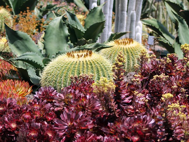 Colorful Succulents, Succulent Planting
Garden Design
Calimesa, CA