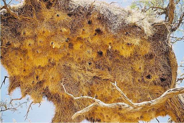 Community Of Weaver Birds
Garden Design
Calimesa, CA