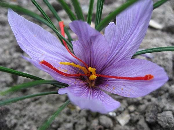 Crocus Sativus
Garden Design
Calimesa, CA