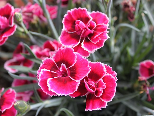 Dianthus, Flowers, Pruning
Pixabay