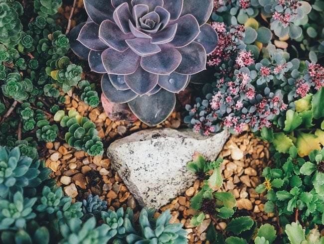 Different Color Succulents
Garden Design
Calimesa, CA