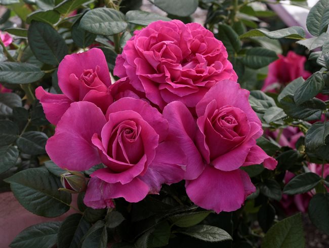 Downton Abbey, Roses
Weeks Roses
Wasco, CA