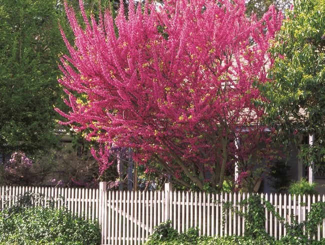 eastern redbud tree in summer