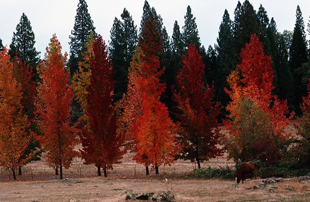 Fall Color 2
Garden Design
Calimesa, CA