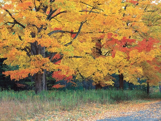 Top Trees For Colorful Fall Foliage Garden Design,Hummingbird Food Homemade