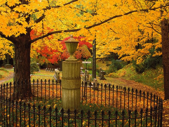 Fall, Sugar Mapel
Garden Design
Calimesa, CA