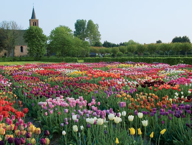 planting tulips - how to grow & care for tulips garden