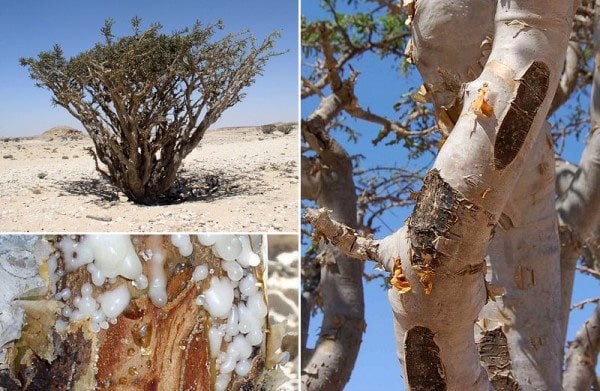 Frankincense & The Magi's Endangered Tree | Garden Design