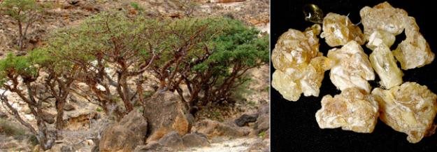 Image result for biblical frankincense plant pictures