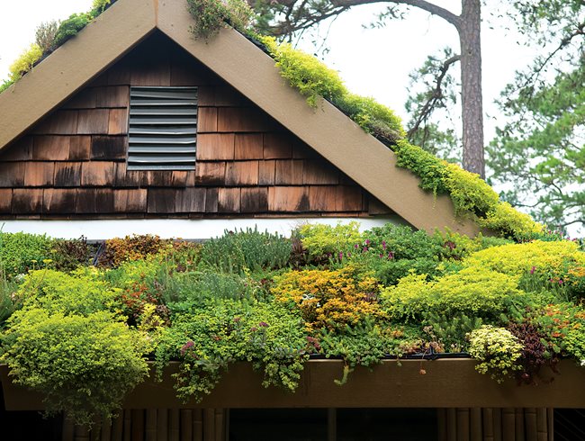 Growing Eco-Friendly: Green Roofing Solutions