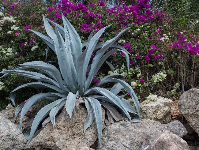 Growing Succulents In Rocks, Agave
Garden Design
Calimesa, CA