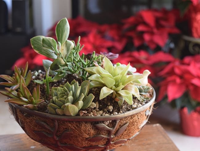 Planting Succulents with the Soil and Containers