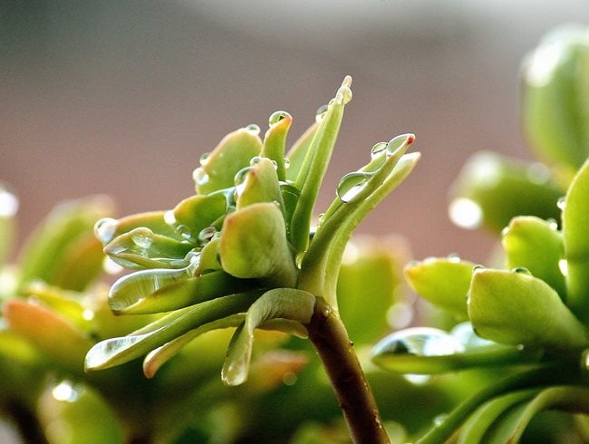 Growing Succulents, Water Succulent
Garden Design
Calimesa, CA