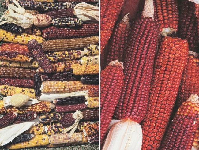 Heirloom Corn, Colorful Corn
Garden Design
Calimesa, CA