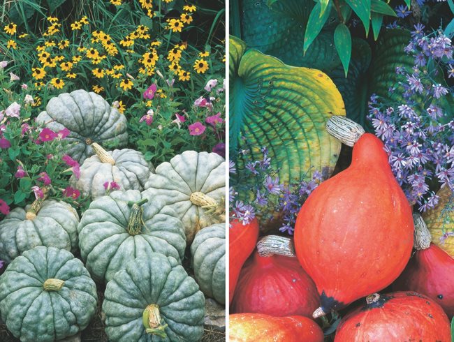 Heirloom Squash, Jarrahdale, Red Kuri
Garden Design
Calimesa, CA