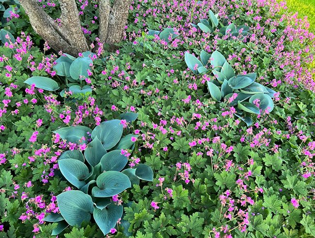 Hosta And Geranium
Here She Grows

