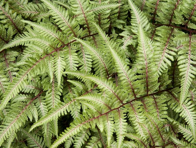 Japanese Painted Fern, Athyrium Nipponicum
Garden Design
Calimesa, CA